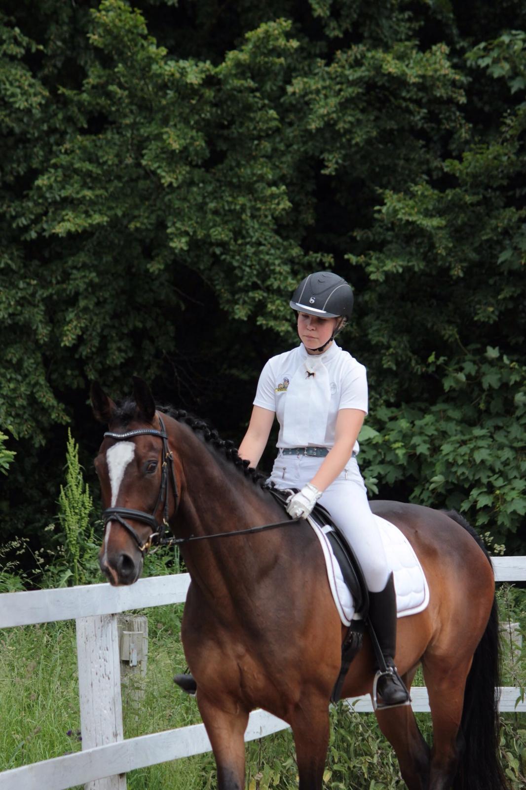 Dansk Varmblod Kildebo's Heartcon billede 3