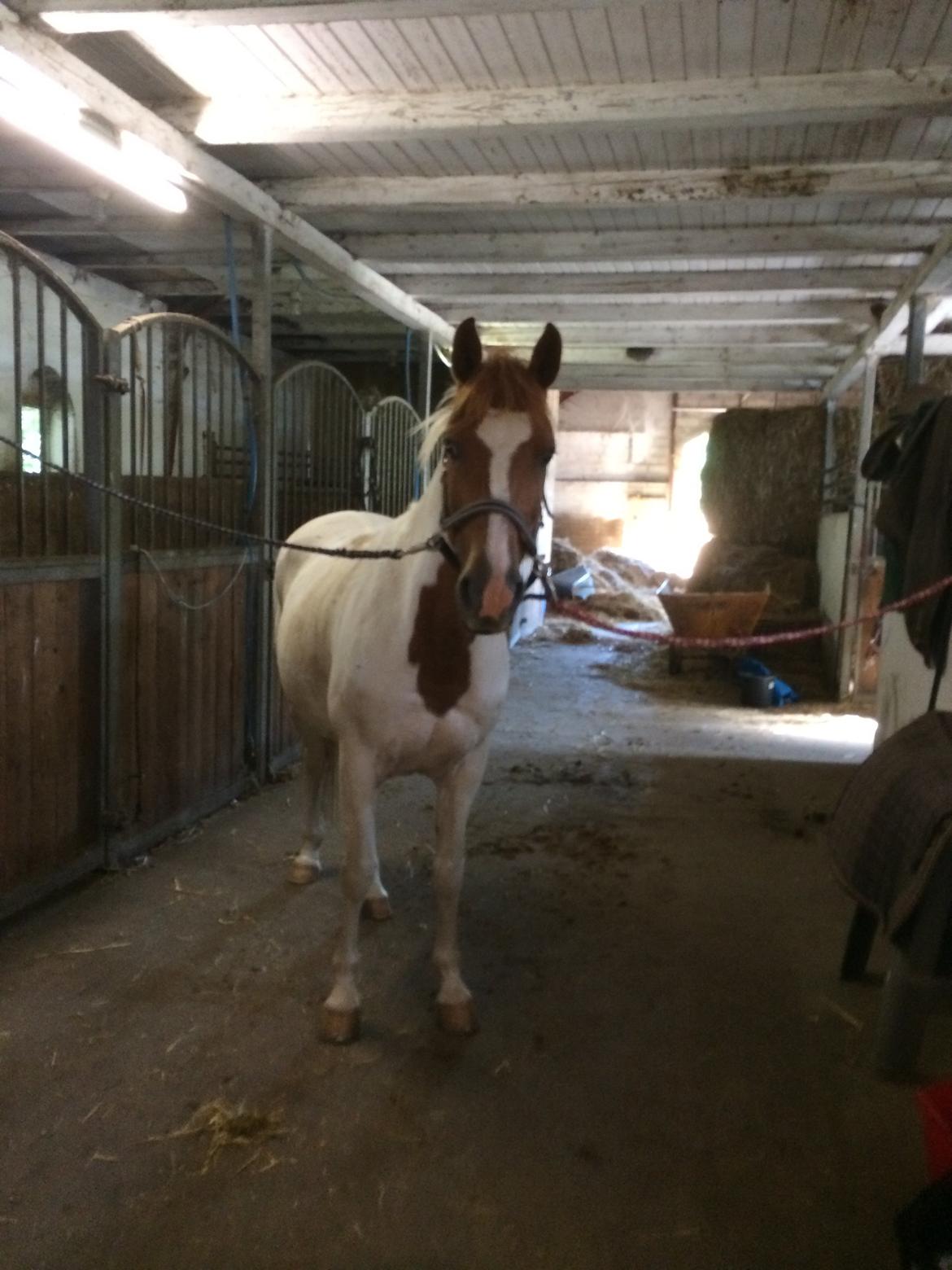 Pinto Pippi *solgt* - hun står rigtig og venter billede 5