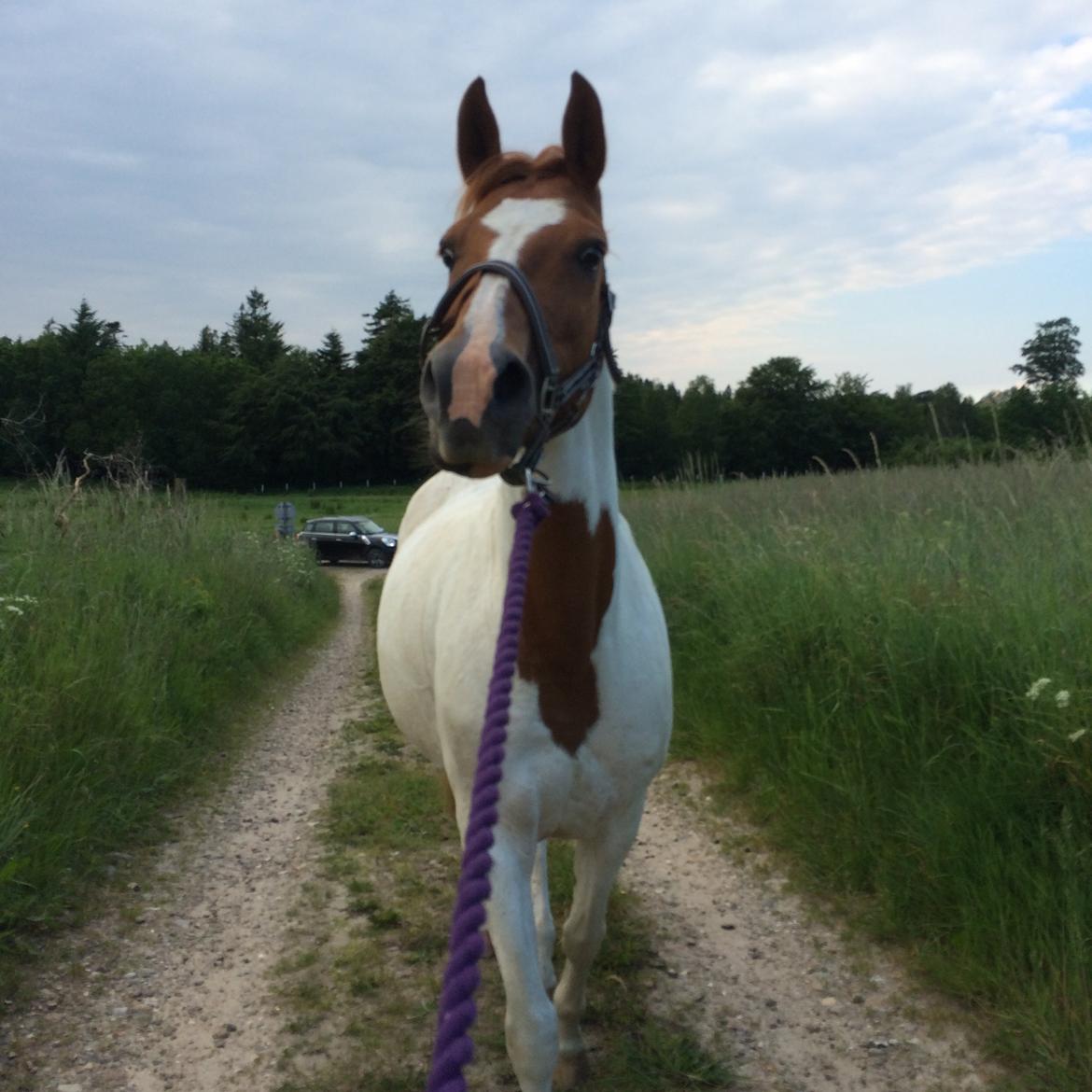 Pinto Pippi *solgt* - hovedet højt billede 8