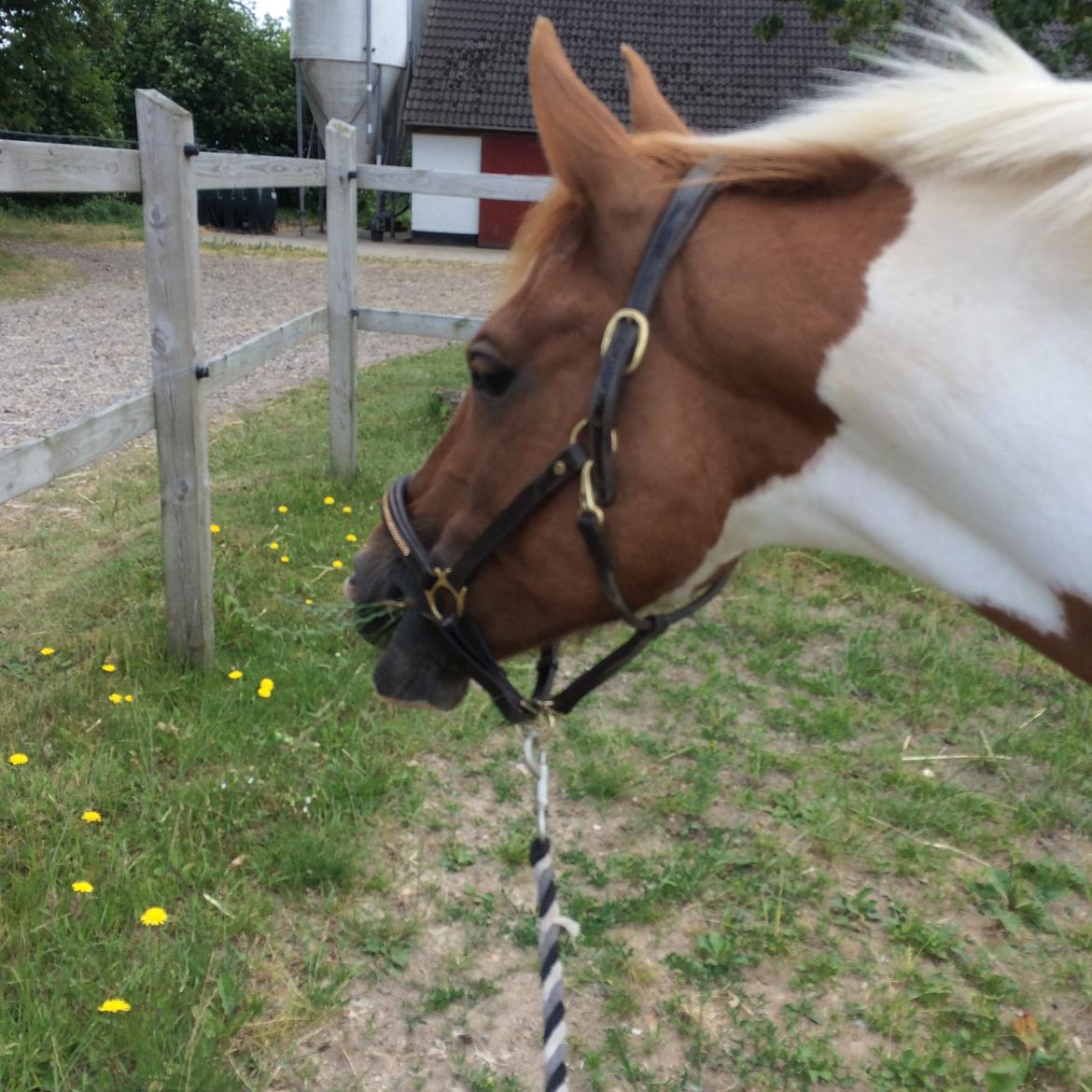 Pinto Pippi *solgt* - se hende lige med sin fine nye læder grime billede 17