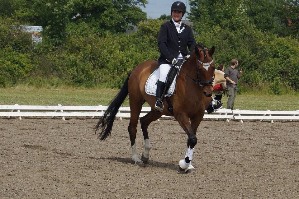 Trakehner Istar billede 9