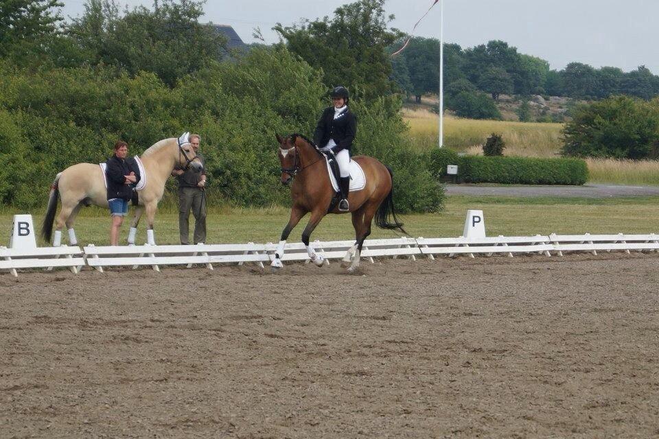 Trakehner Istar billede 10