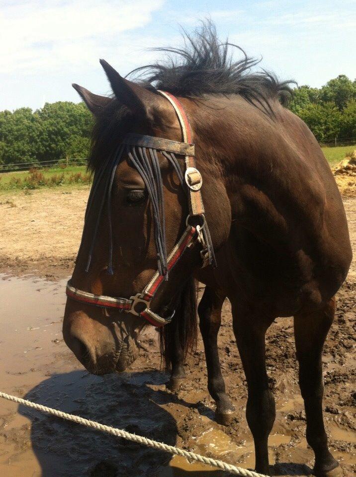 Dansk Varmblod Maluka billede 18