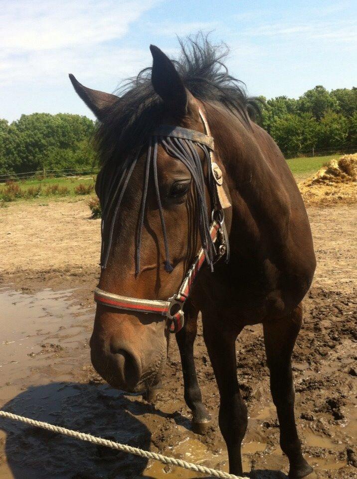 Dansk Varmblod Maluka billede 19