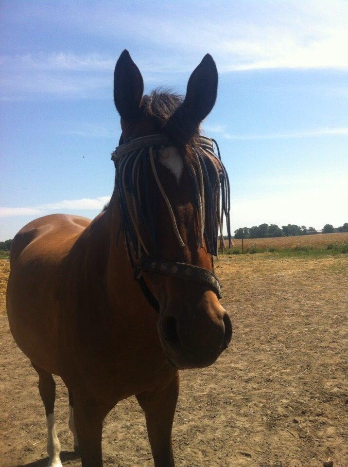 Trakehner Istar billede 12