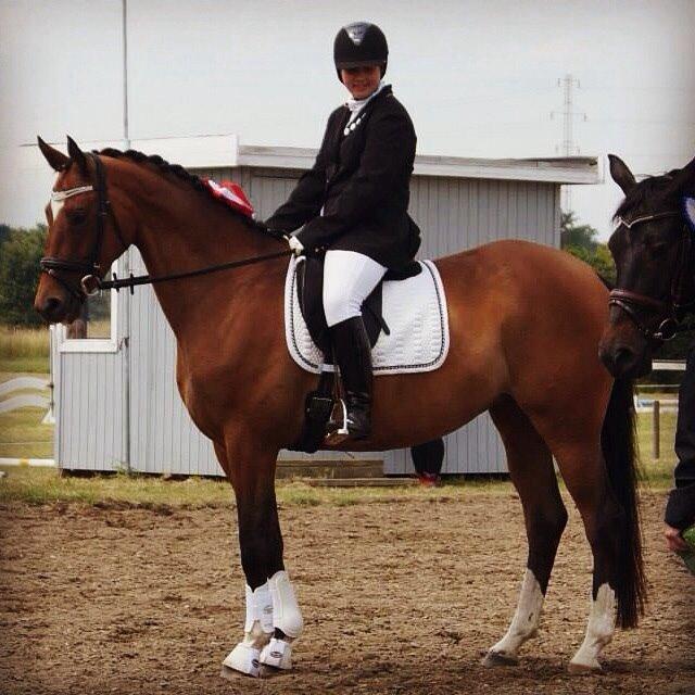 Trakehner Istar billede 13