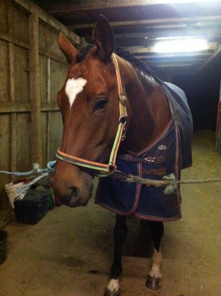 Trakehner Istar billede 14