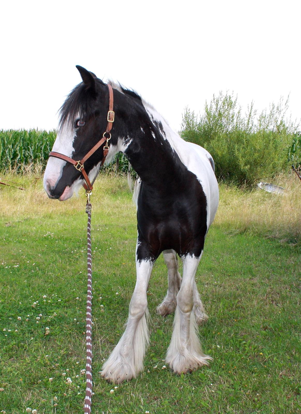 Irish Cob Mie billede 1