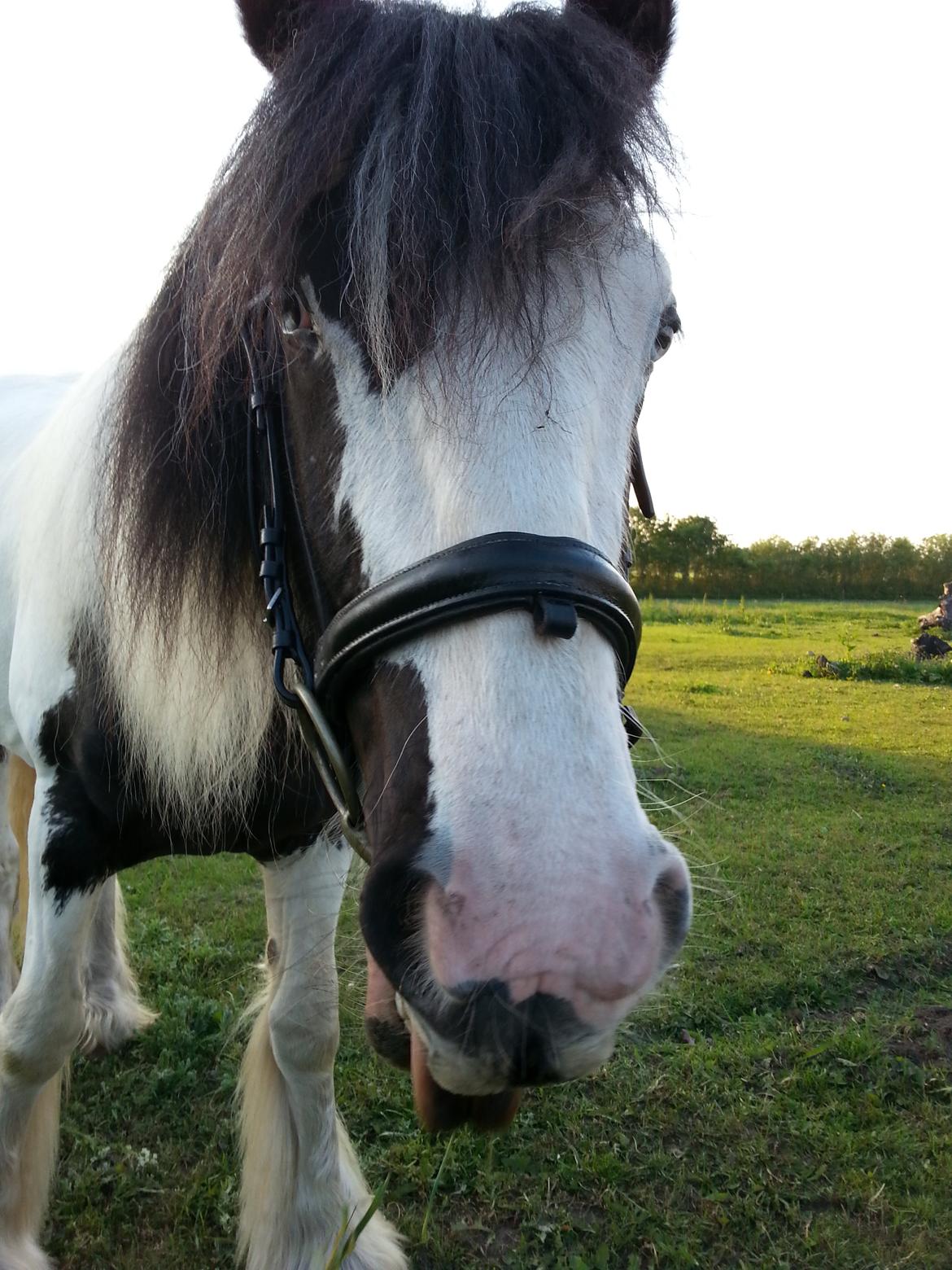 Irish Cob Mie billede 7