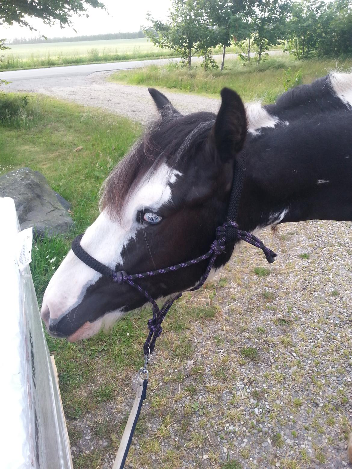 Irish Cob Mie billede 6