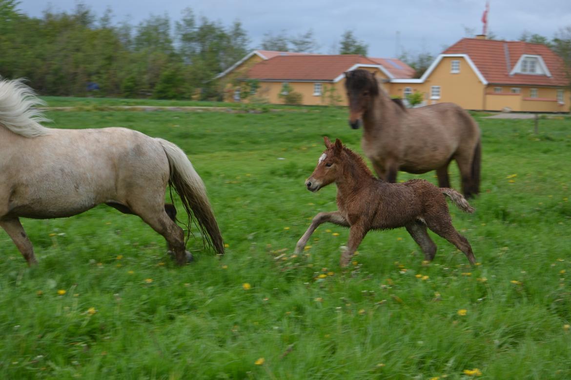 Islænder Fönix fra Limfjorden billede 5