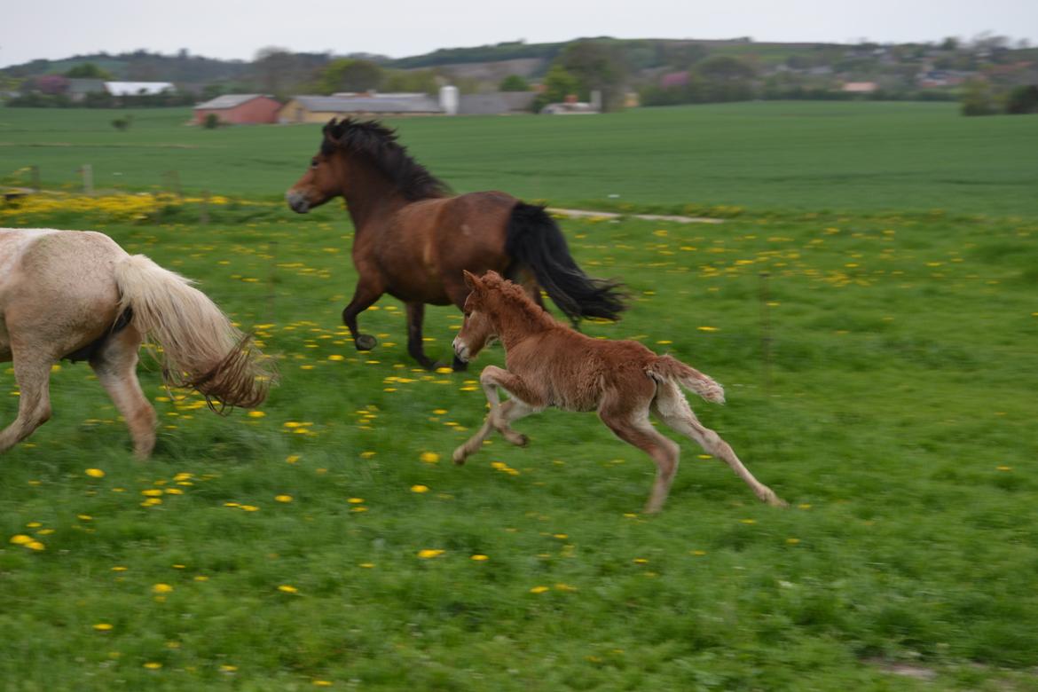 Islænder Fönix fra Limfjorden billede 17