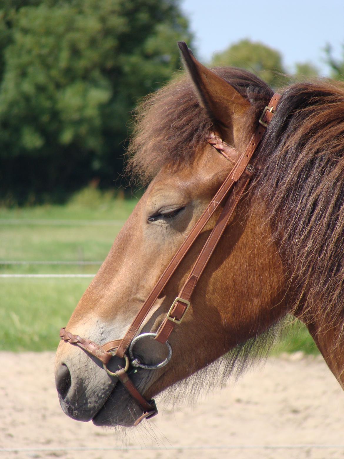 Islænder Faxnir fra Østervang billede 20