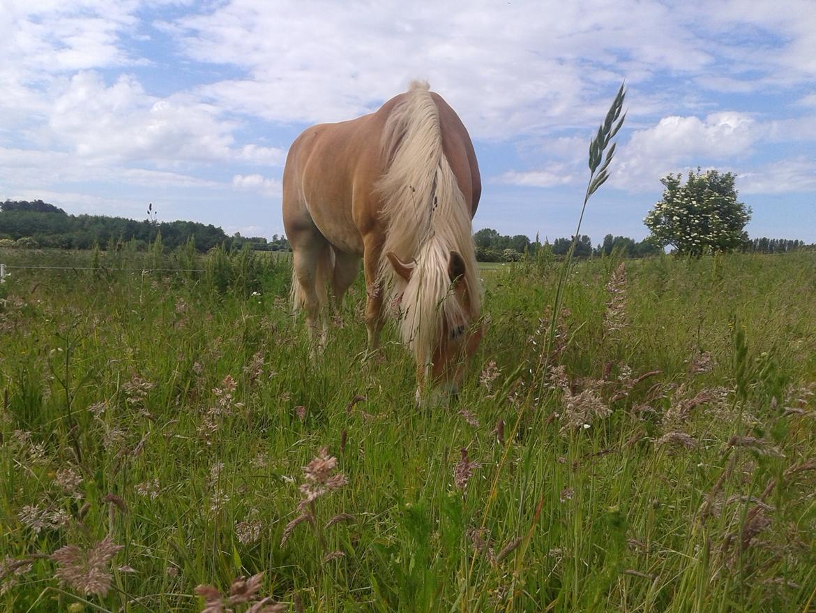 Haflinger Albert billede 7