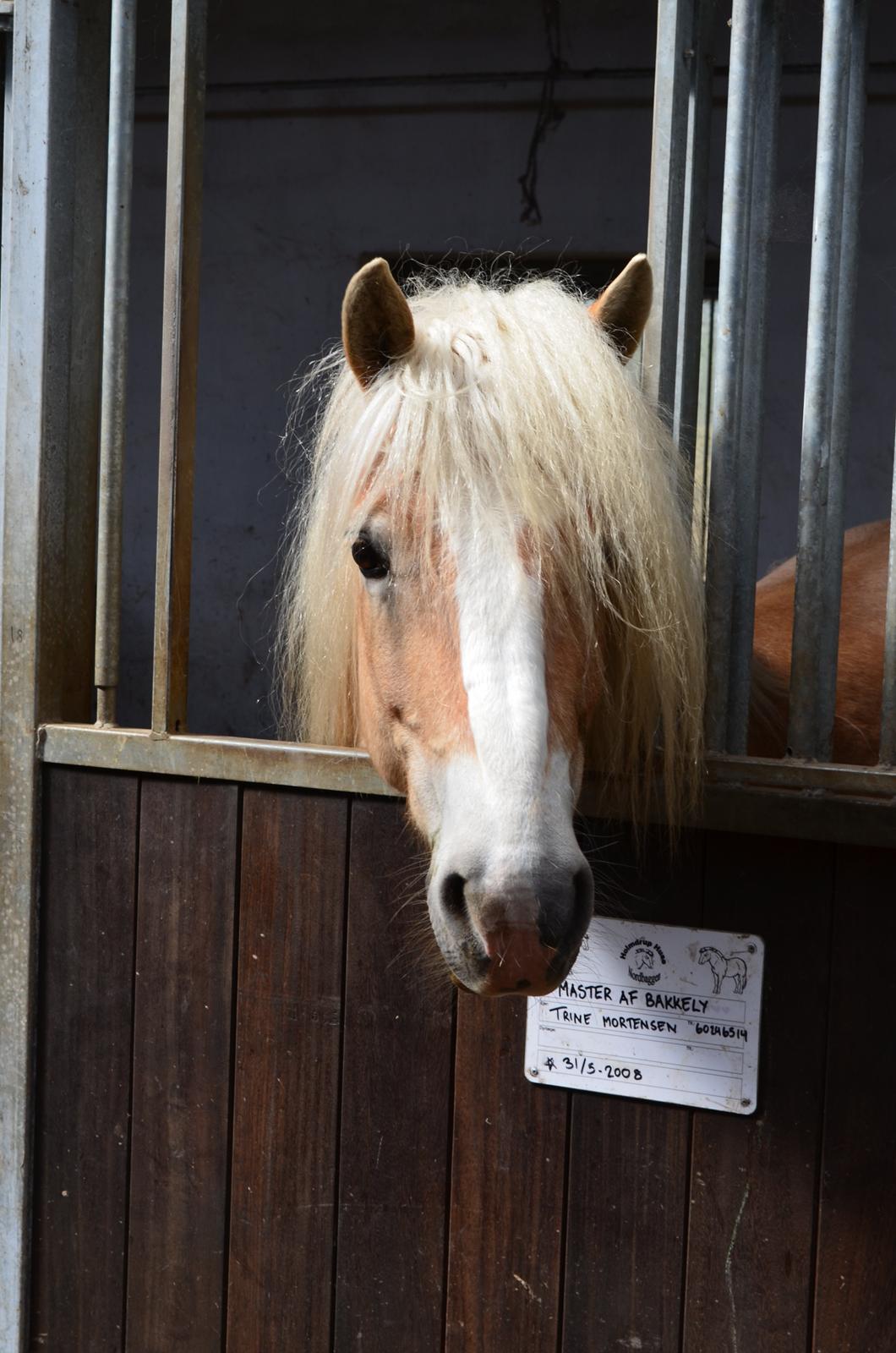 Haflinger Lara billede 2