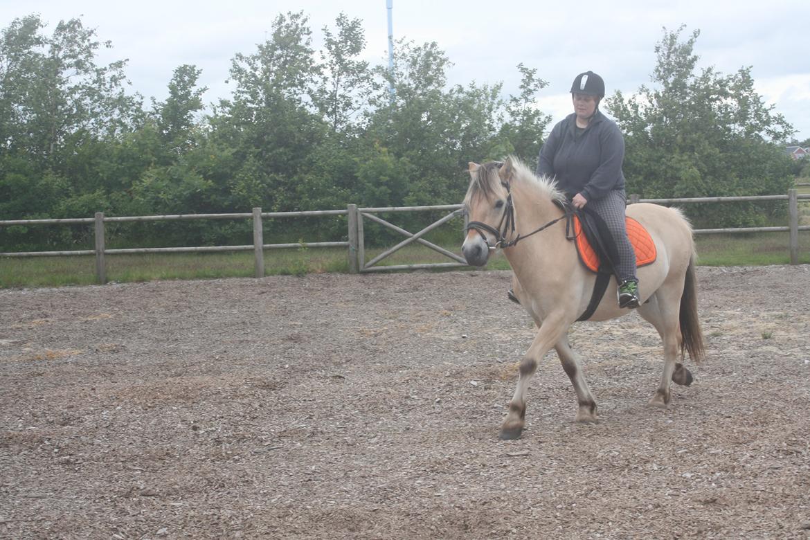 Fjordhest haxholm`s Valentino billede 9