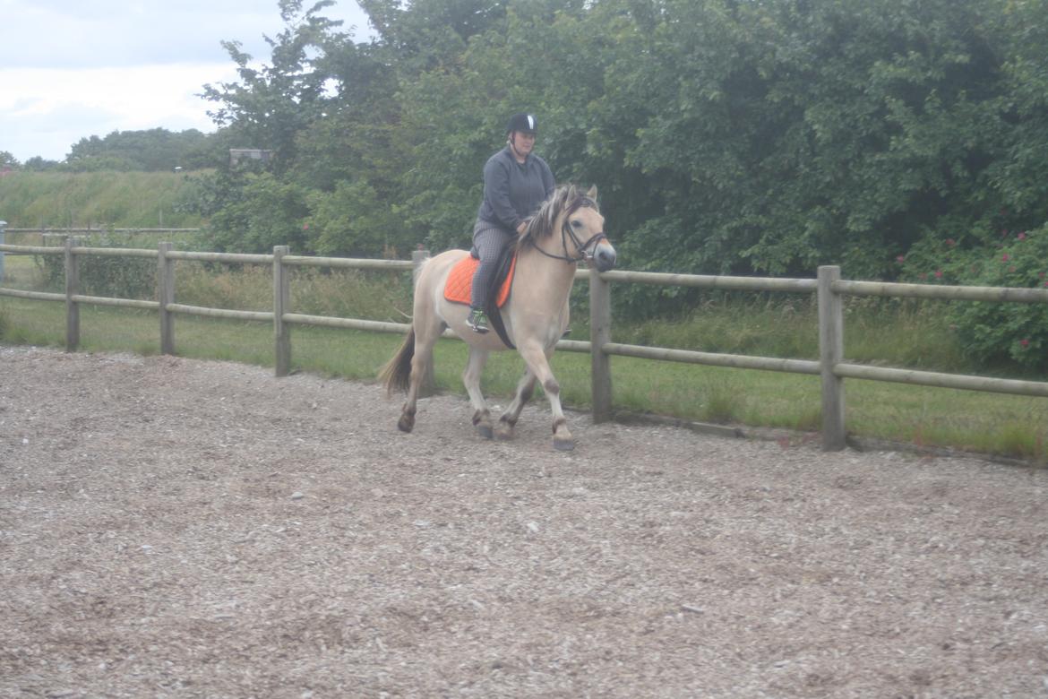 Fjordhest haxholm`s Valentino billede 14