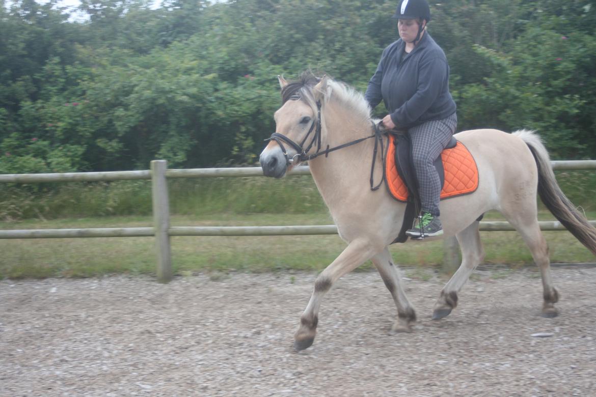 Fjordhest haxholm`s Valentino billede 17