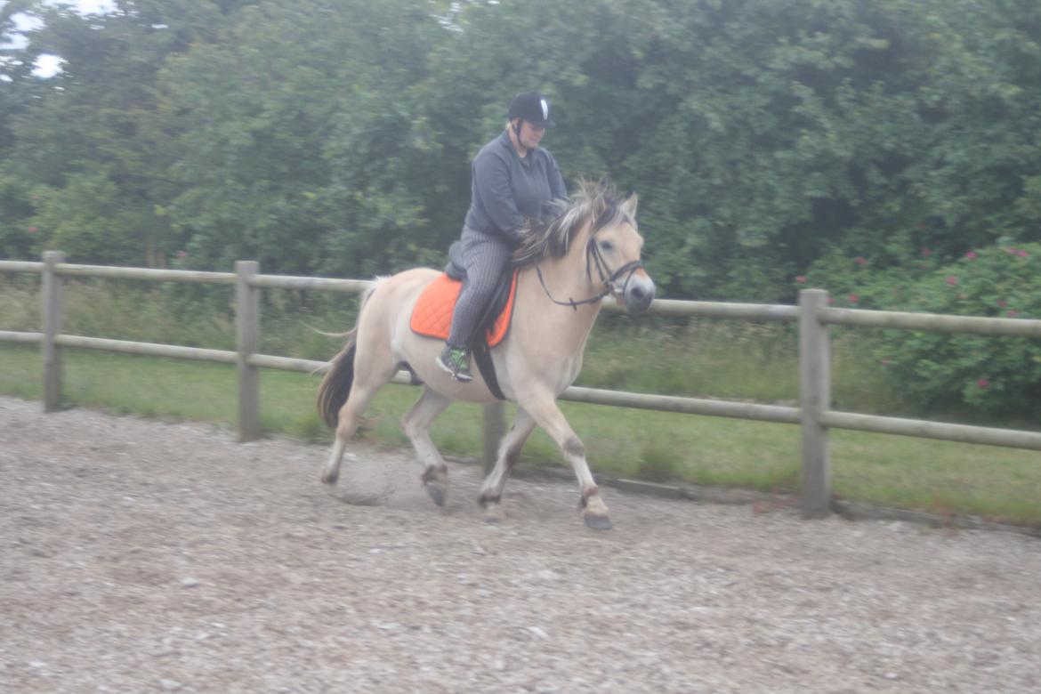 Fjordhest haxholm`s Valentino billede 16