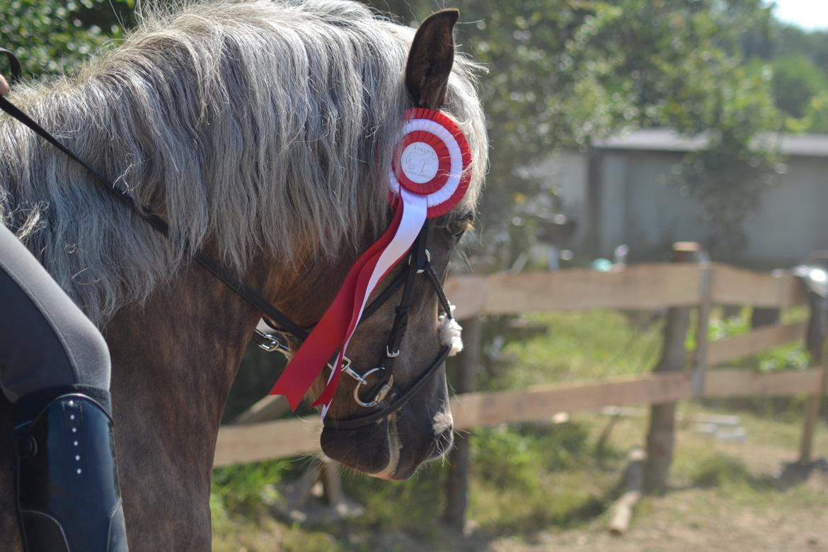 Anden særlig race Pippi - Turbo ponyen billede 8