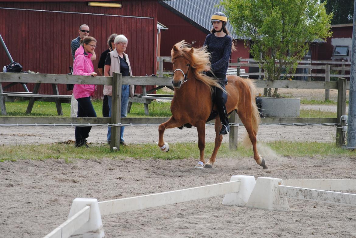 Islænder Trítill Fra Palmevænge billede 19