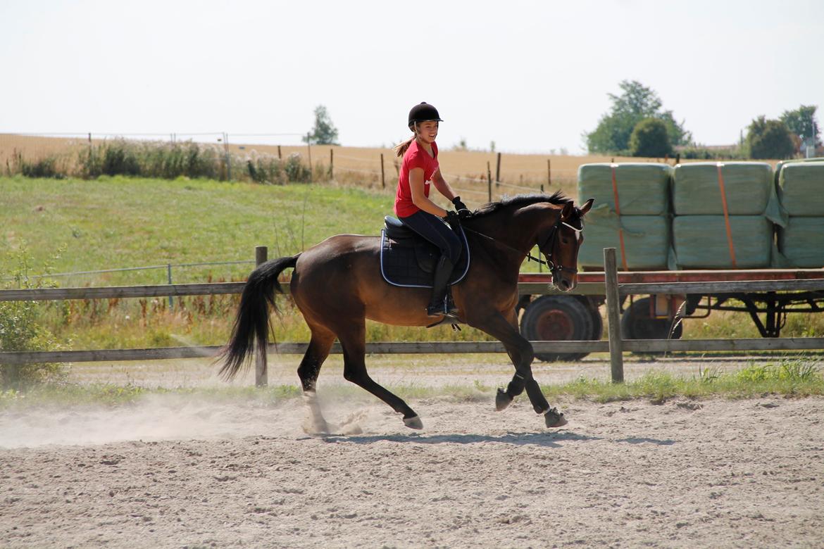 Tysk Varmblod Følholms Finest - træning den 25 juli - Følle i galop  billede 4