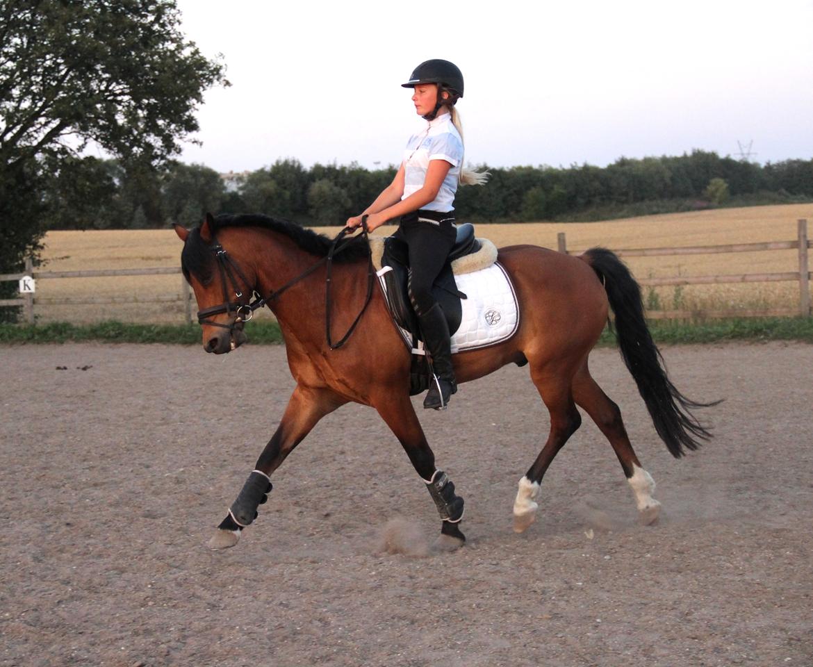 New Forest Skoglys Manifique - Min stjerne pony! billede 1