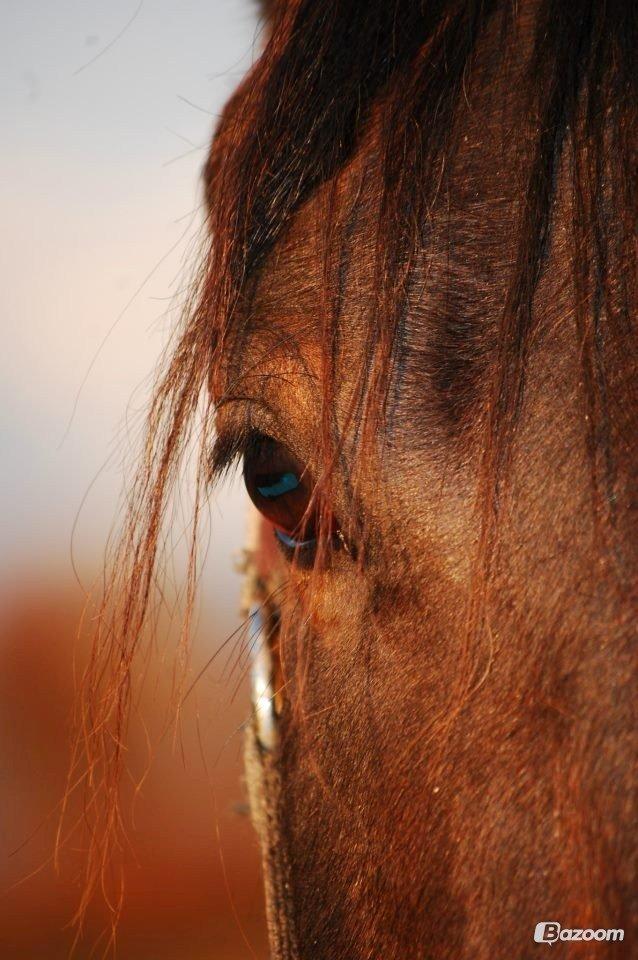 Barockpferd Enemærkes Cassanova *Tidligere hest* billede 3