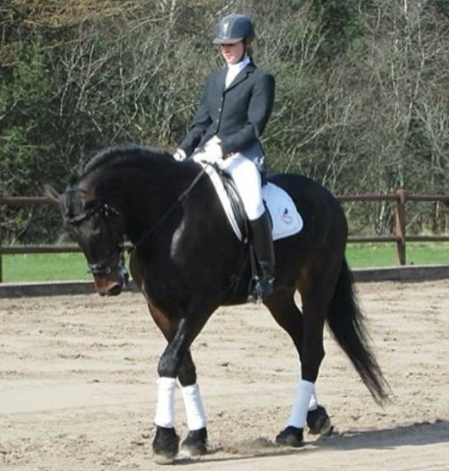 Barockpferd Enemærkes Cassanova *Tidligere hest* billede 5