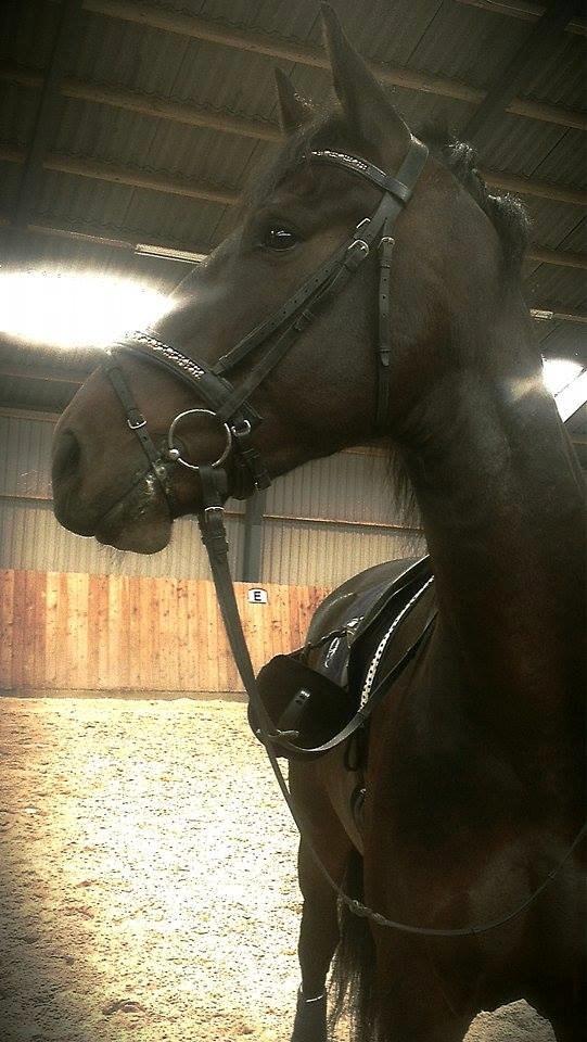 Barockpferd Enemærkes Cassanova *Tidligere hest* billede 6