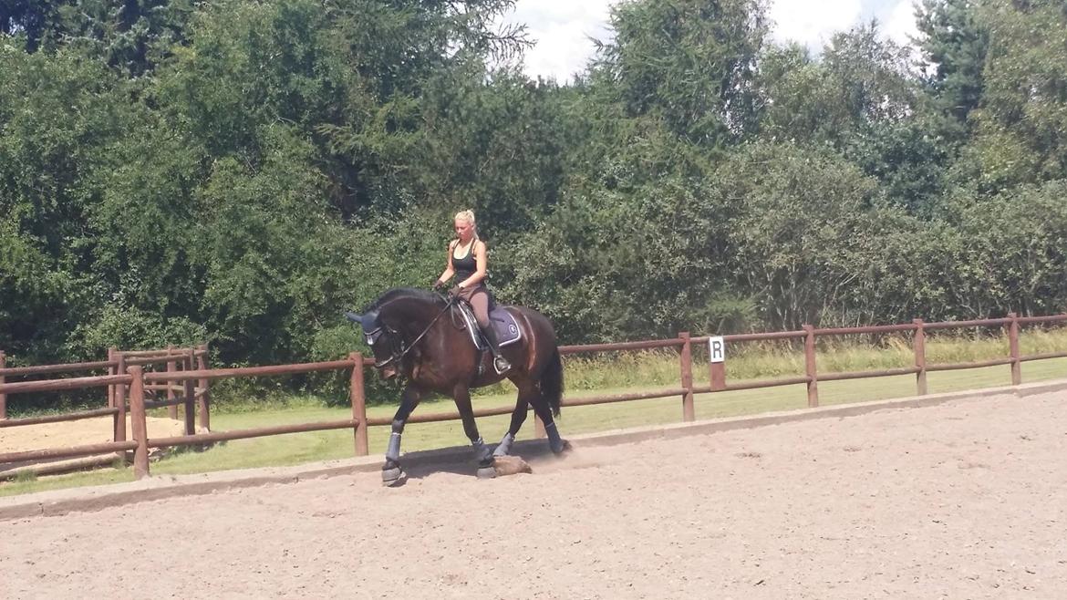 Barockpferd Enemærkes Cassanova *Tidligere hest* billede 7