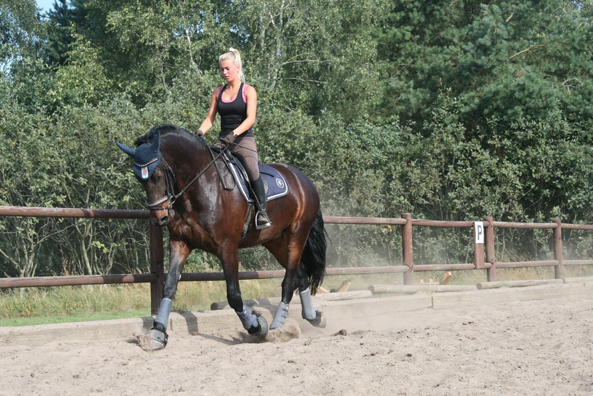 Barockpferd Enemærkes Cassanova *Tidligere hest* billede 8