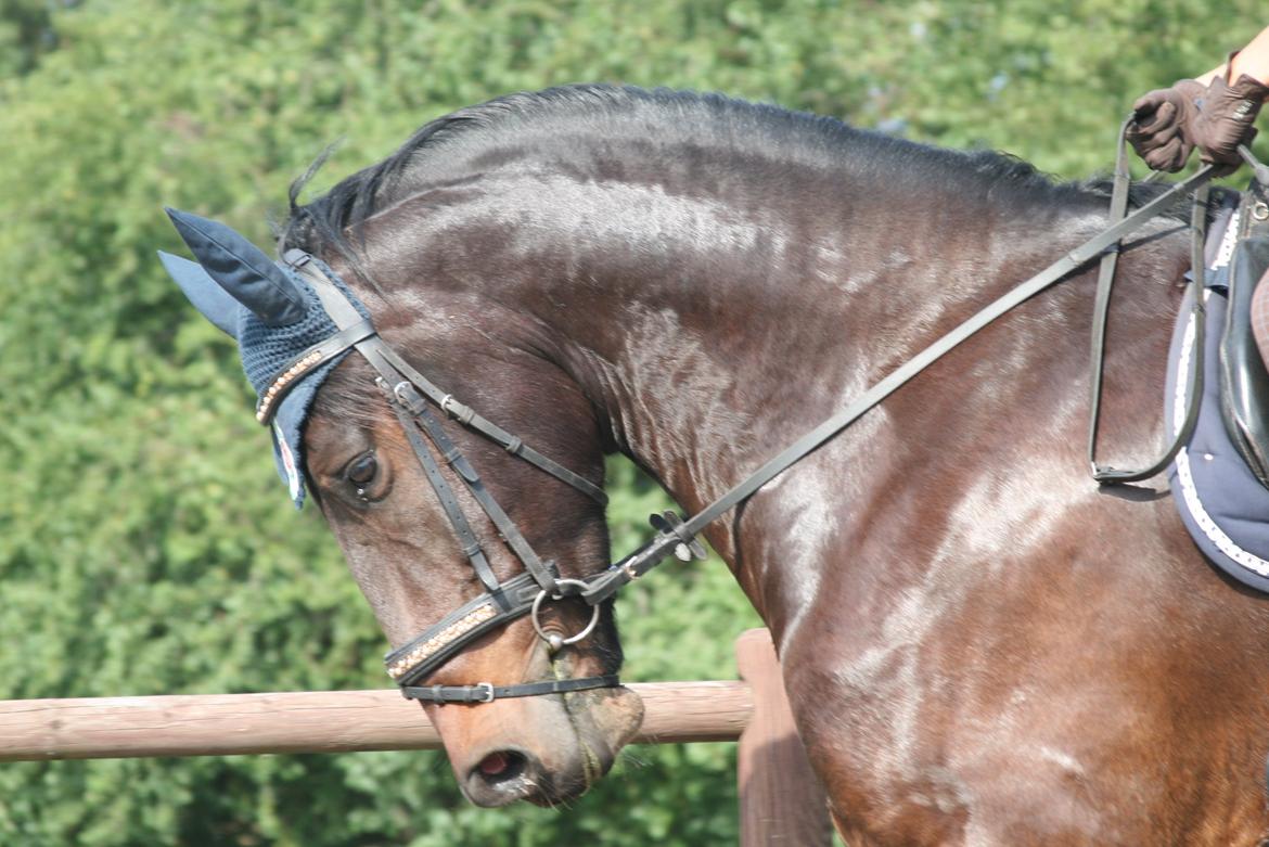 Barockpferd Enemærkes Cassanova *Tidligere hest* billede 9