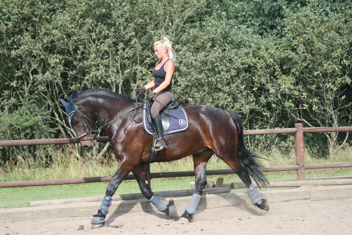 Barockpferd Enemærkes Cassanova *Tidligere hest* billede 10