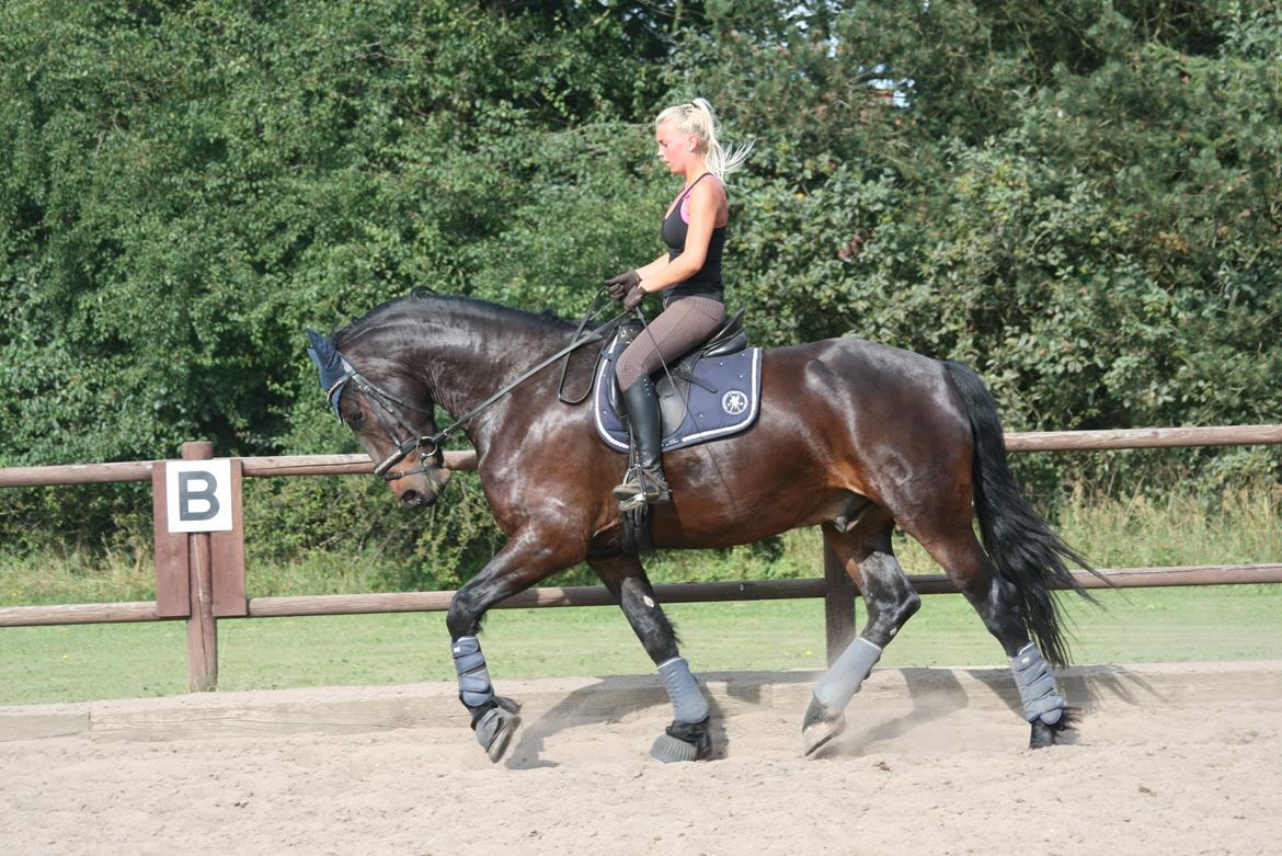 Barockpferd Enemærkes Cassanova *Tidligere hest* billede 4