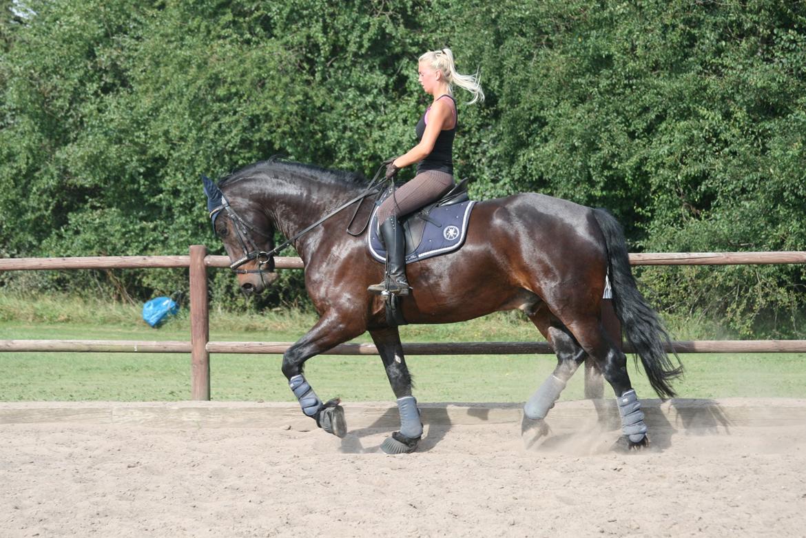 Barockpferd Enemærkes Cassanova *Tidligere hest* billede 11