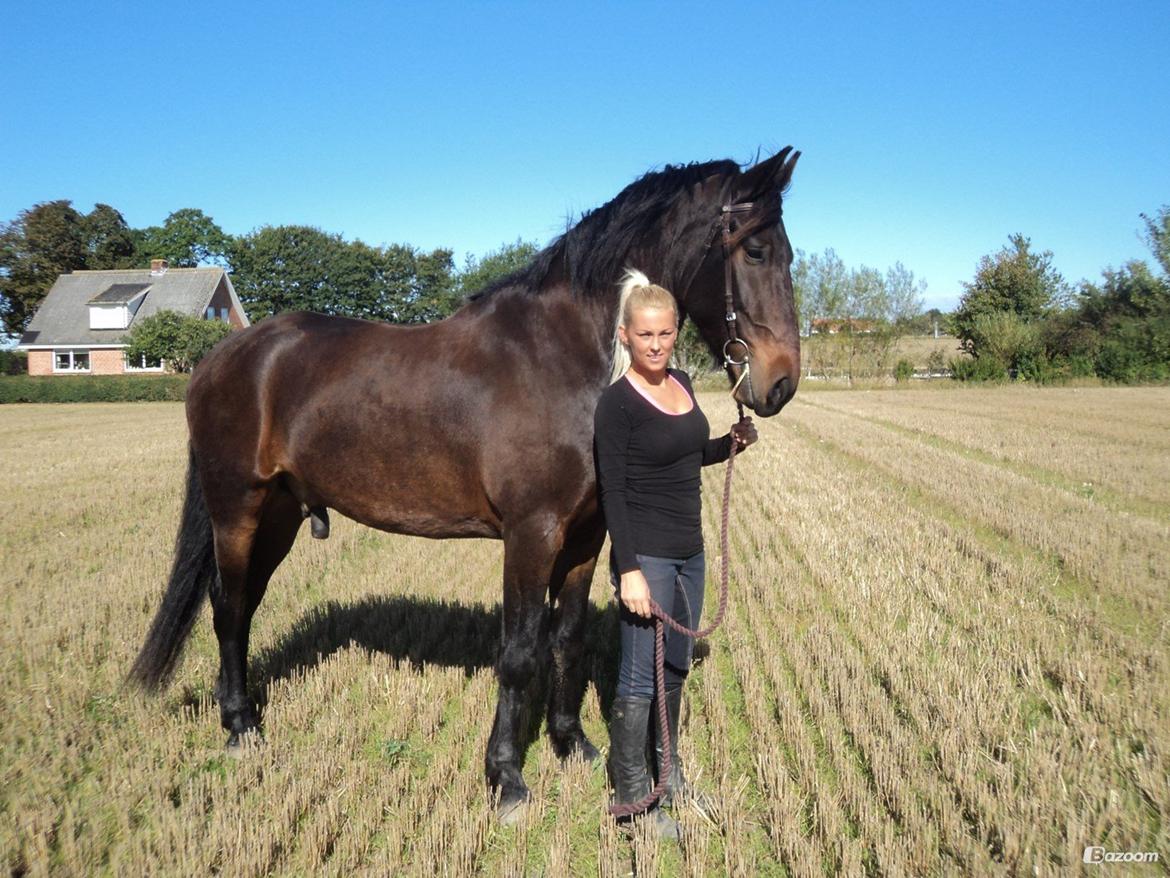 Barockpferd Enemærkes Cassanova *Tidligere hest* billede 2