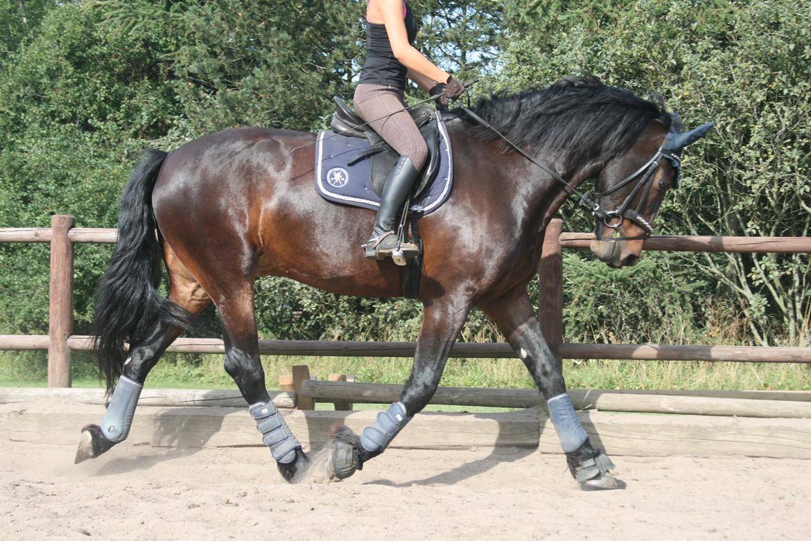 Barockpferd Enemærkes Cassanova *Tidligere hest* billede 1