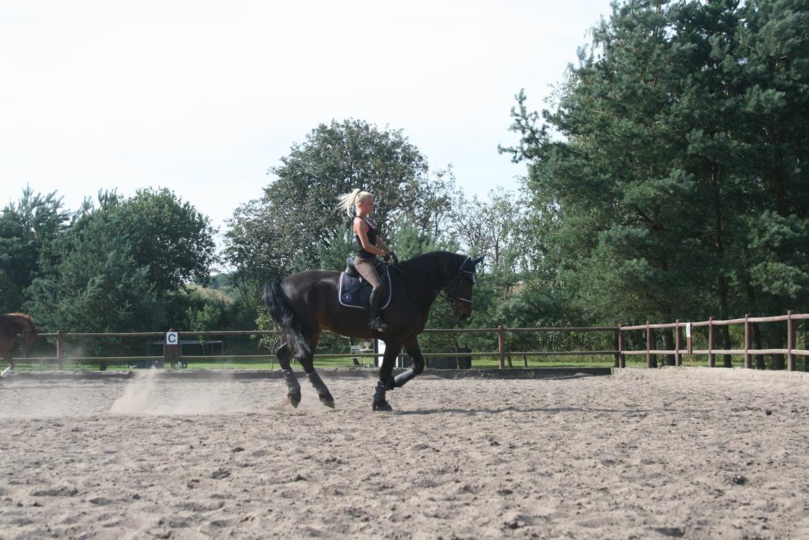 Barockpferd Enemærkes Cassanova *Tidligere hest* billede 13