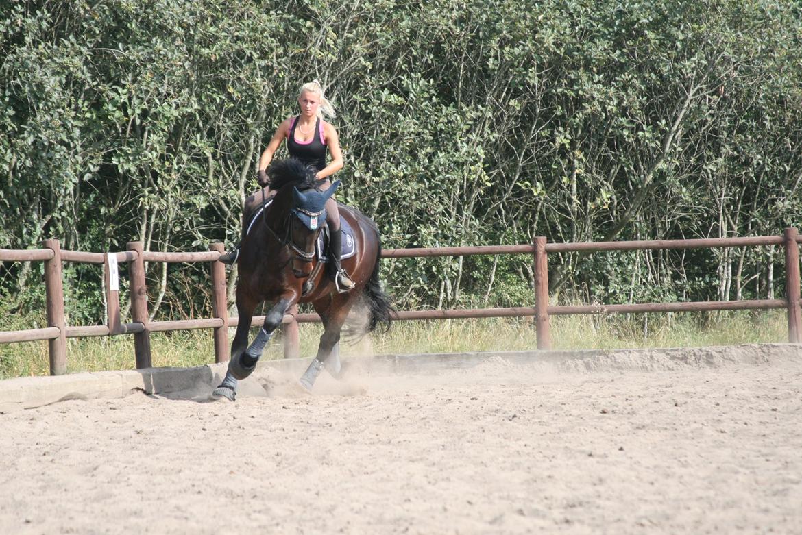 Barockpferd Enemærkes Cassanova *Tidligere hest* billede 15