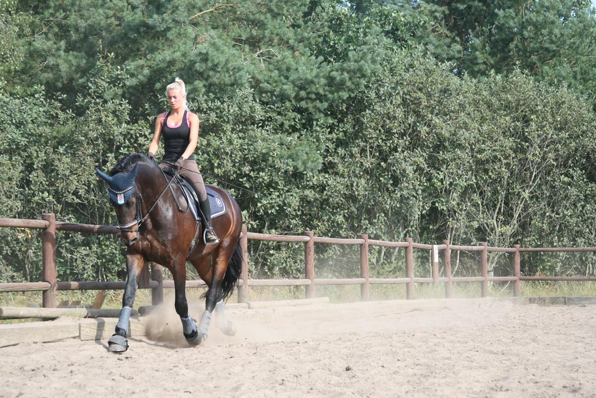 Barockpferd Enemærkes Cassanova *Tidligere hest* billede 16