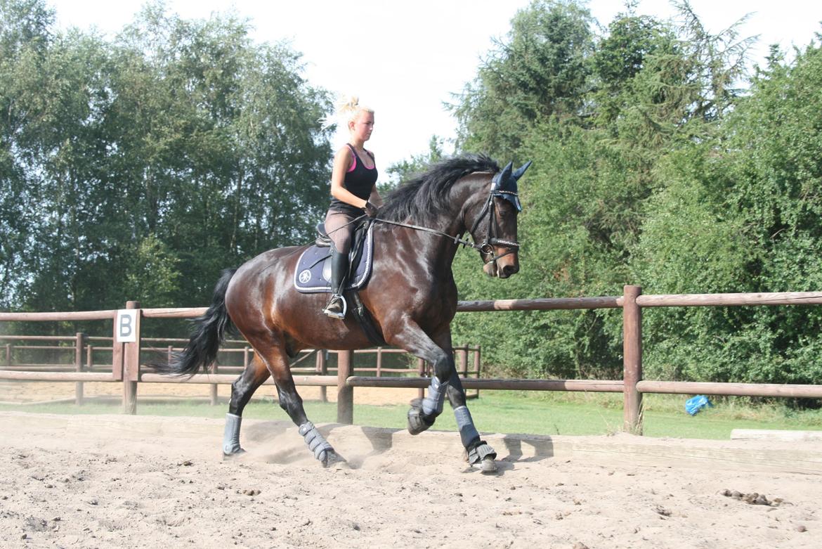 Barockpferd Enemærkes Cassanova *Tidligere hest* billede 14