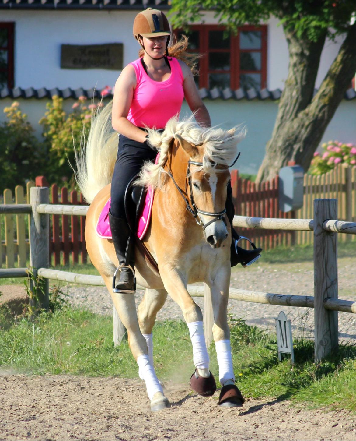 Tyroler Haflinger Hoya af Elghuset (Solgt) billede 15