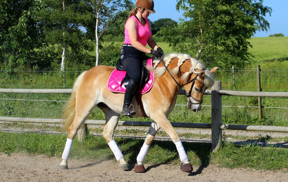 Tyroler Haflinger Hoya af Elghuset (Solgt) billede 14