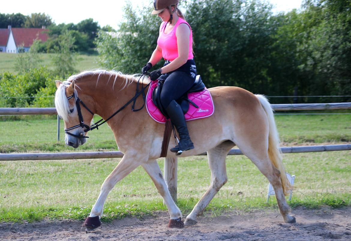 Tyroler Haflinger Hoya af Elghuset (Solgt) billede 7
