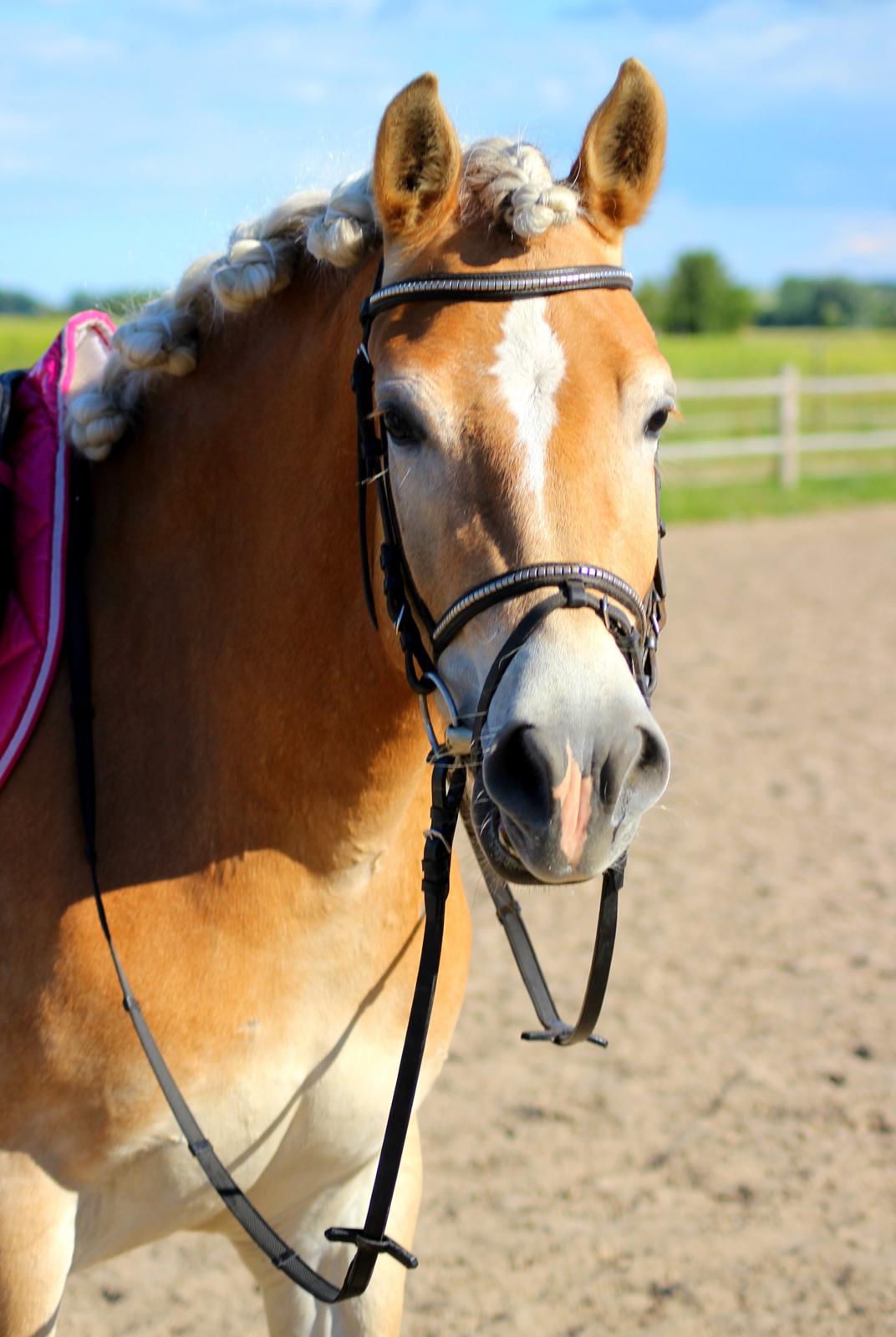 Tyroler Haflinger Hoya af Elghuset (Solgt) billede 12