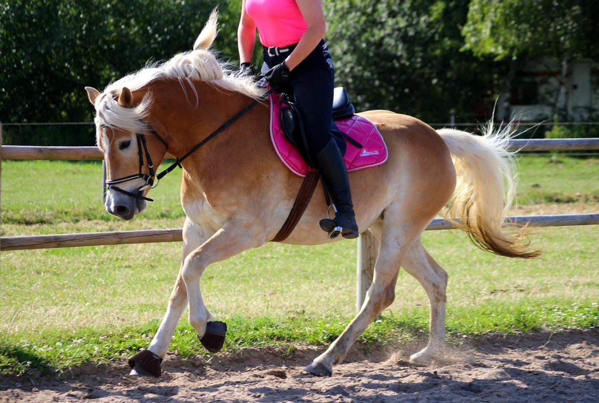 Tyroler Haflinger Hoya af Elghuset (Solgt) billede 8
