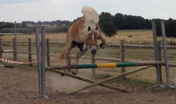 Tyroler Haflinger Hoya af Elghuset (Solgt) - Første gang Hoya prøver at løsspringe :) billede 16