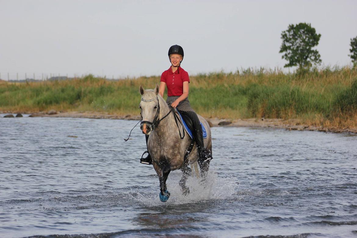 Connemara Bech's mighty lad - Verdens bedste pony <3 billede 3