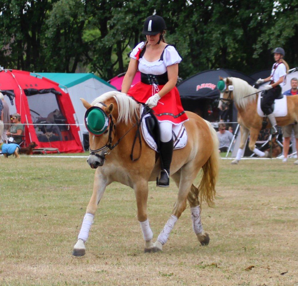 Tyroler Haflinger Hoya af Elghuset (Solgt) billede 9